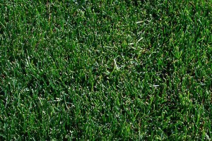 Bolero Dwarf Fescue and Blue grass